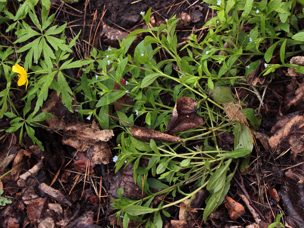 Image of Omphalodes scorpioides specimen.