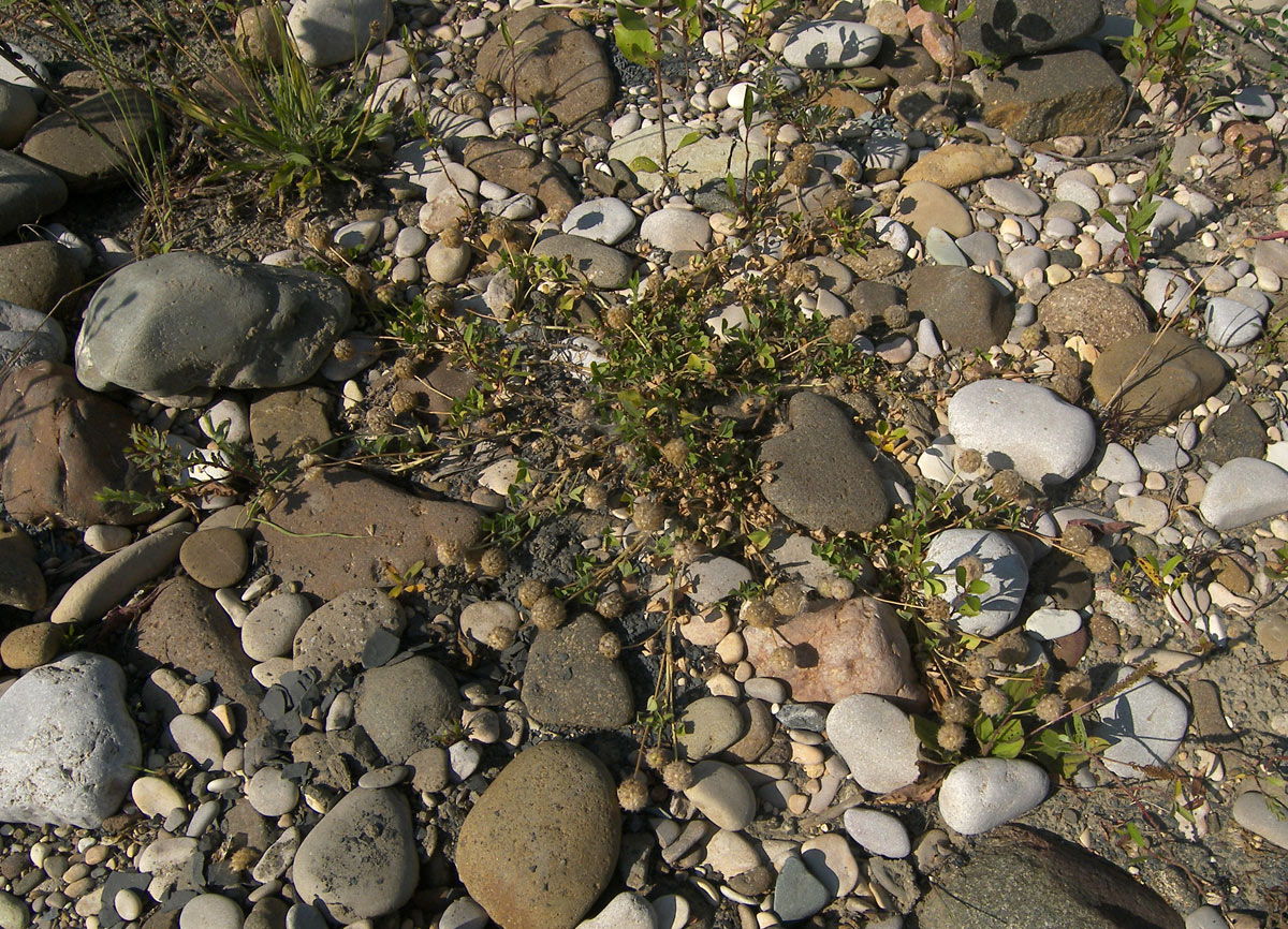 Изображение особи Trifolium fragiferum.