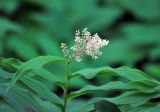 Smilacina racemosa