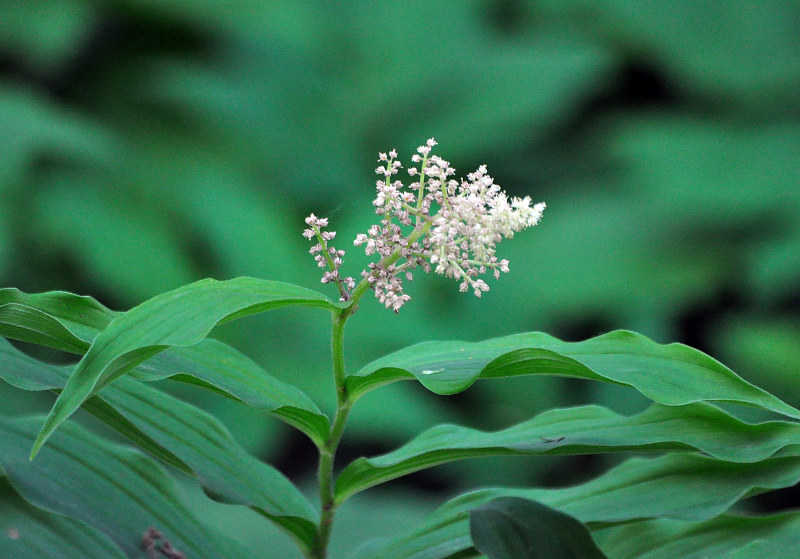 Изображение особи Smilacina racemosa.