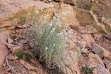 Anaphalis velutina