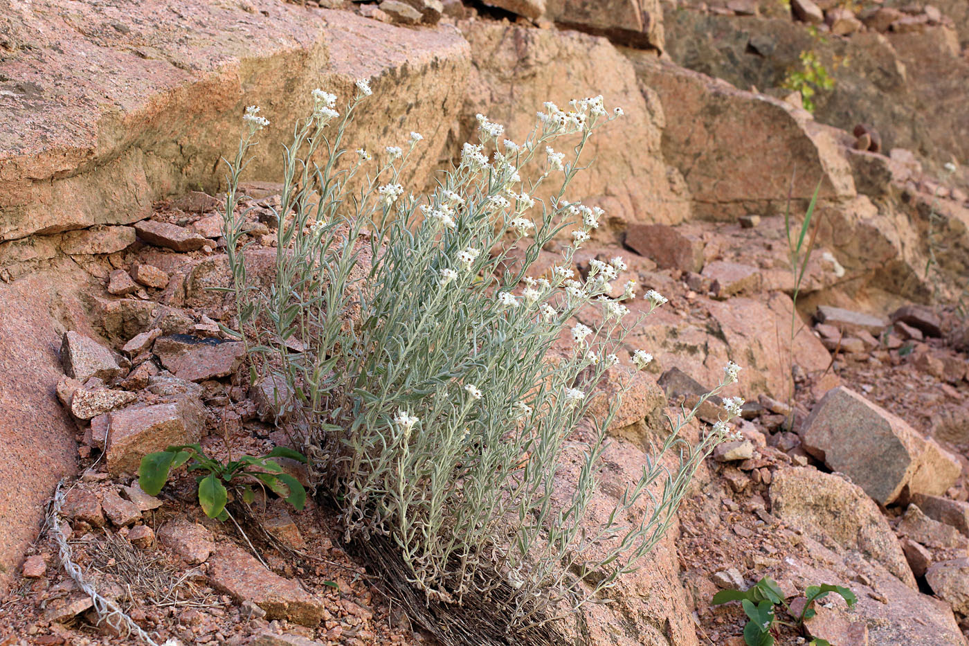 Image of Anaphalis velutina specimen.