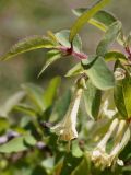 Lonicera altmannii. Веточка с цветками. Кыргызстан, Нарынская обл., левый берег р. Нарын, долина руч. Ирису. 12.06.2015.