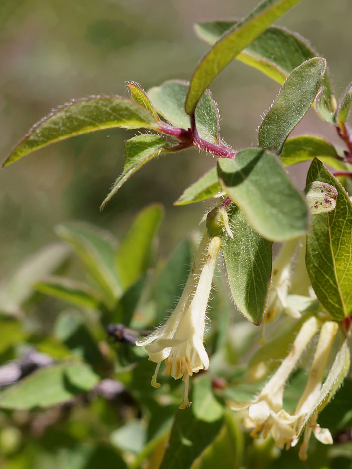 Изображение особи Lonicera altmannii.