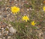 Scorzonera circumflexa