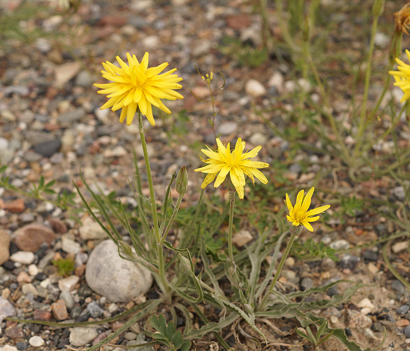 Image of Scorzonera circumflexa specimen.