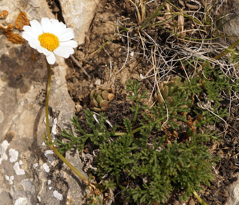 Image of Pyrethrum alatavicum specimen.