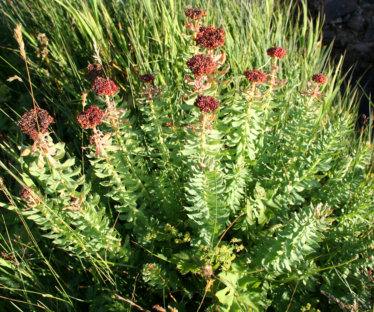 Image of Rhodiola rosea specimen.