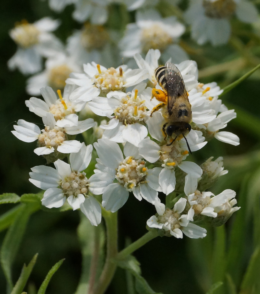 Изображение особи Achillea cartilaginea.
