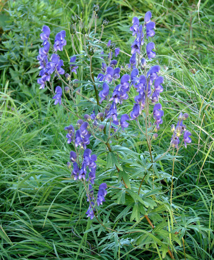 Изображение особи Aconitum baicalense.