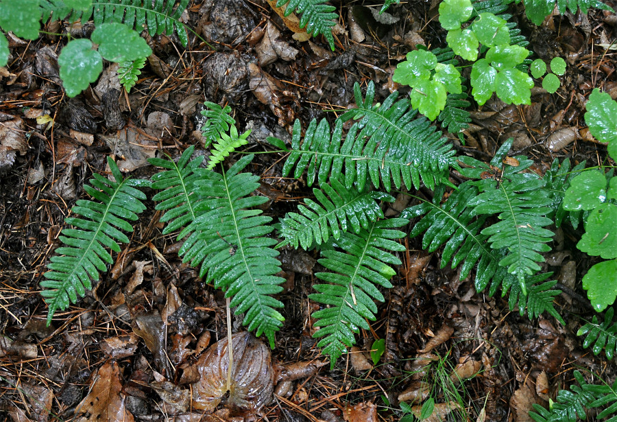 Изображение особи Polypodium kamelinii.