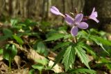 Cardamine quinquefolia