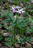 Cardamine quinquefolia. Цветущее растение (видны характерные признаки вида - собранные в мутовку пятираздельные перистые листья). Украина, Киев, заказник \"Лесники\", лиственный лес. 8 апреля 2007 г.