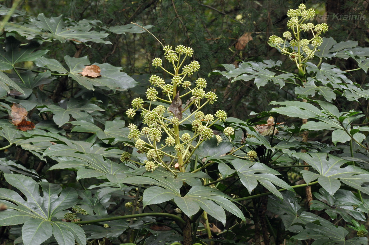 Изображение особи Fatsia japonica.