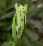 Myagrum perfoliatum