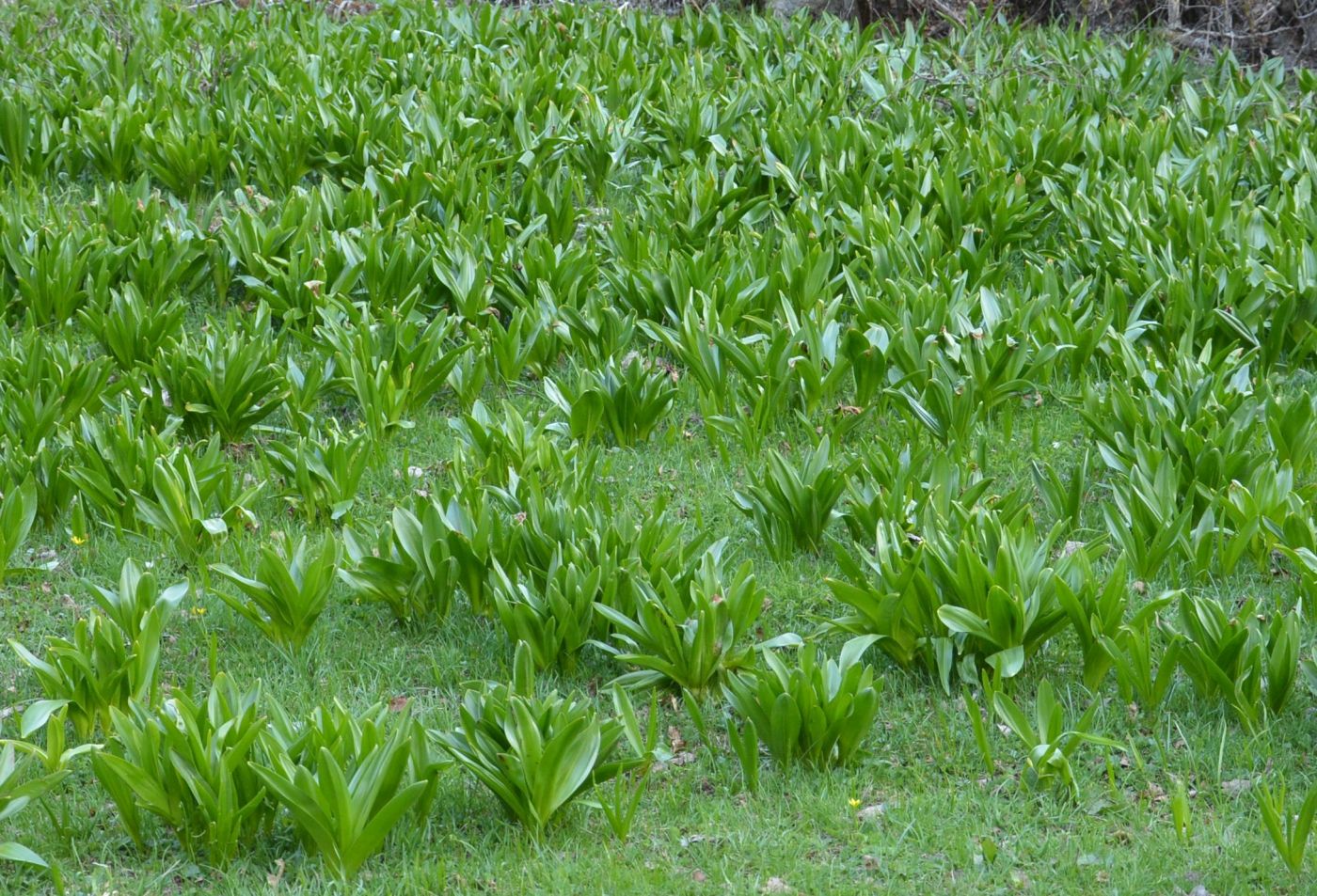 Изображение особи Colchicum speciosum.