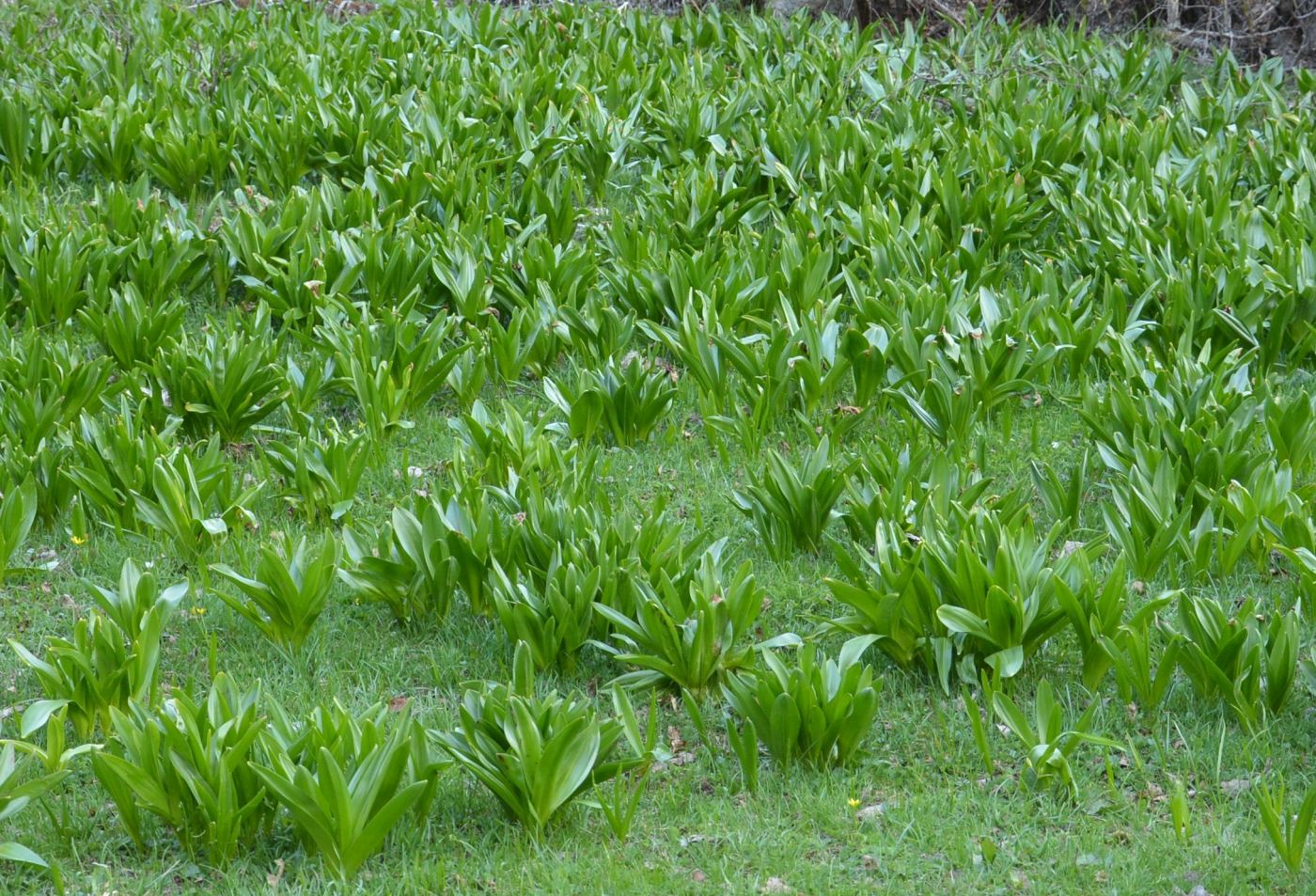 Image of Colchicum speciosum specimen.