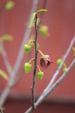 Asimina triloba