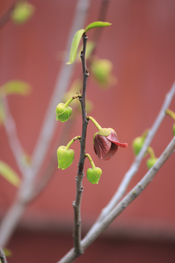Image of Asimina triloba specimen.