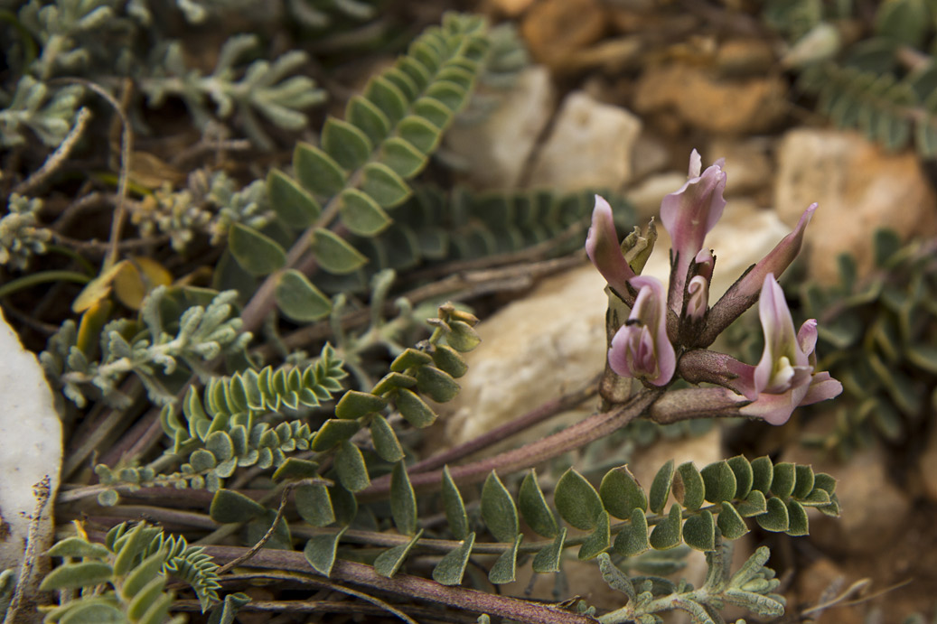 Изображение особи Astragalus spruneri.