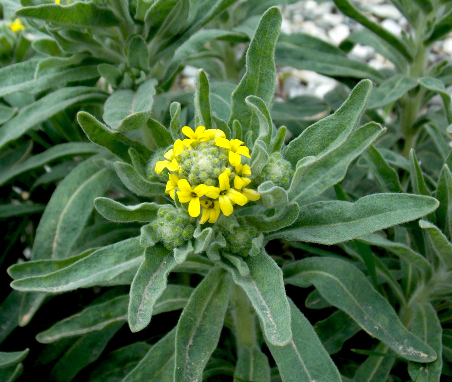 Image of Fibigia eriocarpa specimen.