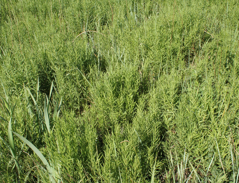 Image of Galatella biflora specimen.