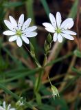 Stellaria graminea