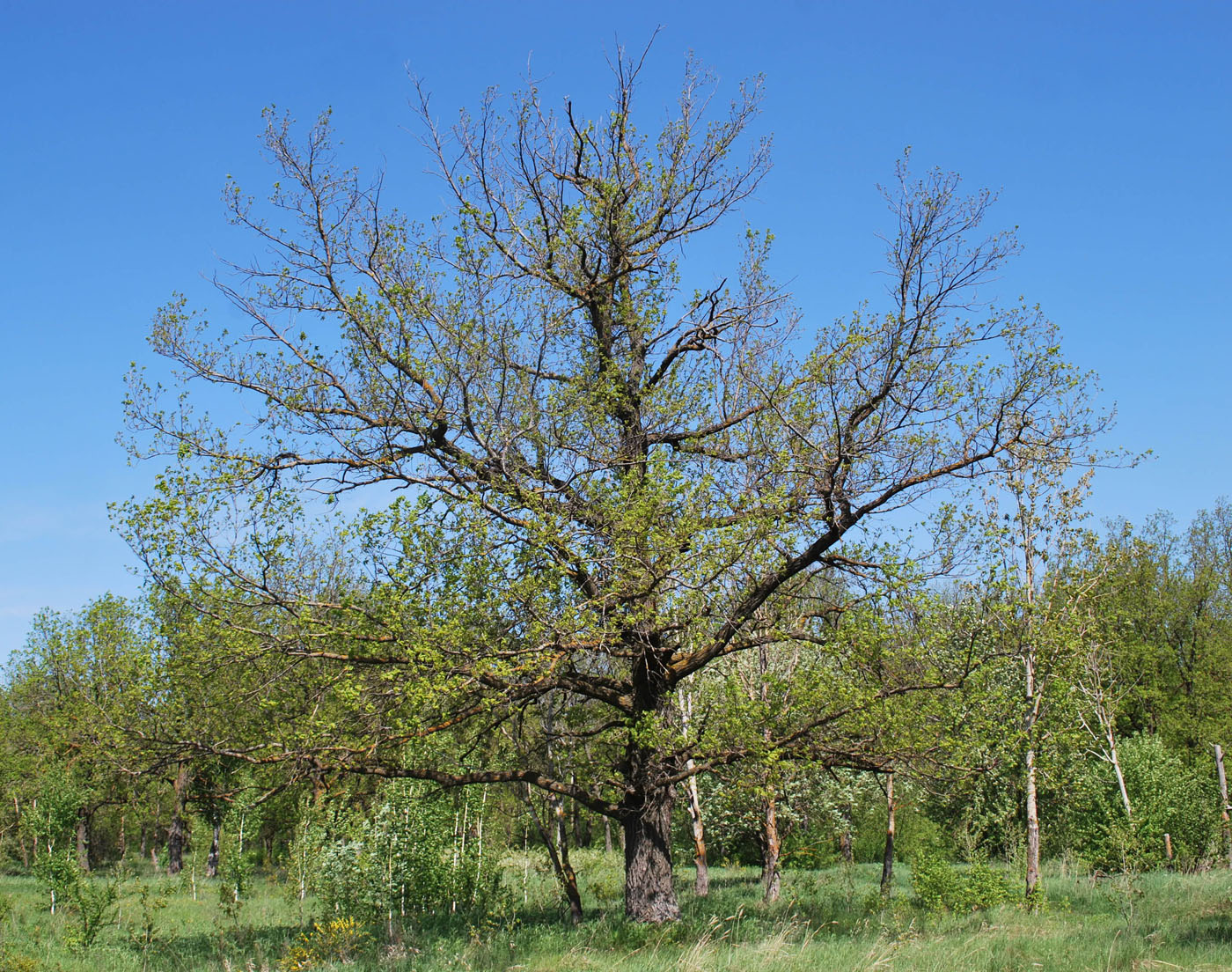 Изображение особи Quercus robur.