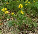 Coronilla coronata