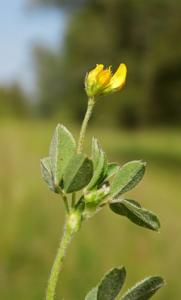 Изображение особи Medicago minima.