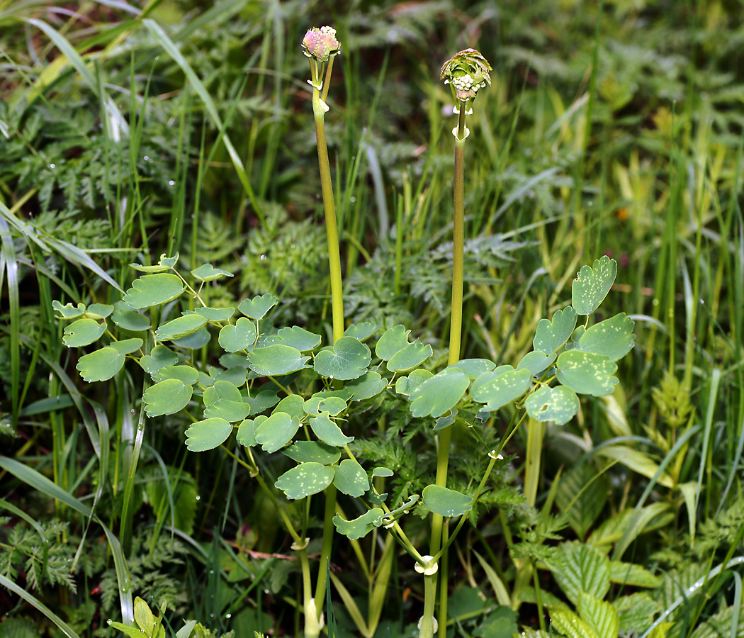 Изображение особи Thalictrum aquilegiifolium.