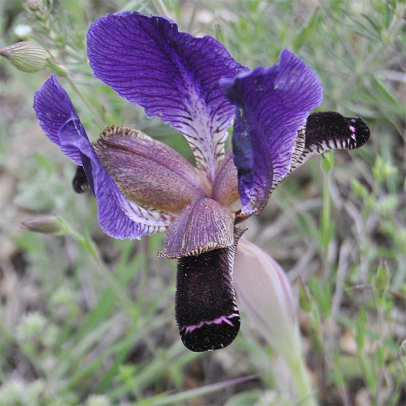 Изображение особи Iris paradoxa.