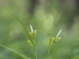 Carex pallescens