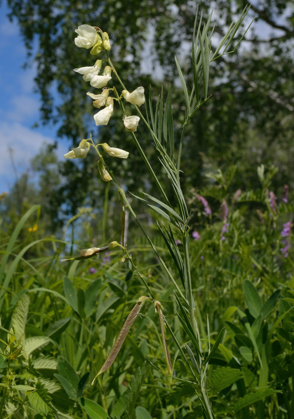 Изображение особи Lathyrus pallescens.