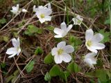 Oxalis acetosella. Цветущие растения в травяно-моховом сосняке. Свердловская обл., окр. г. Североуральск. 06.06.2008.