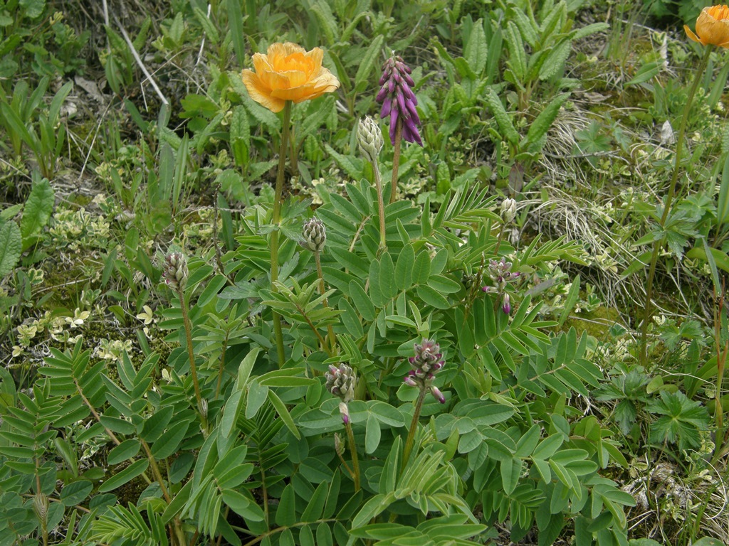 Изображение особи Hedysarum consanguineum.