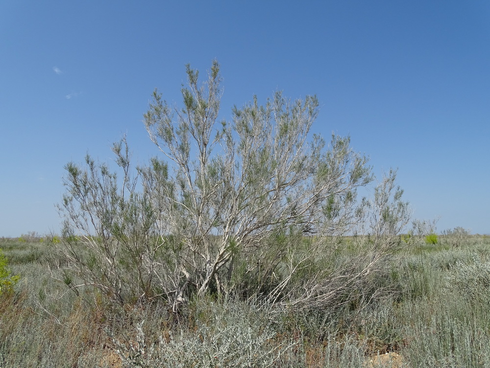 Image of Haloxylon ammodendron specimen.