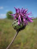 Centaurea apiculata