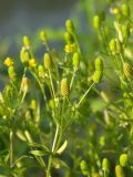 Ranunculus sceleratus