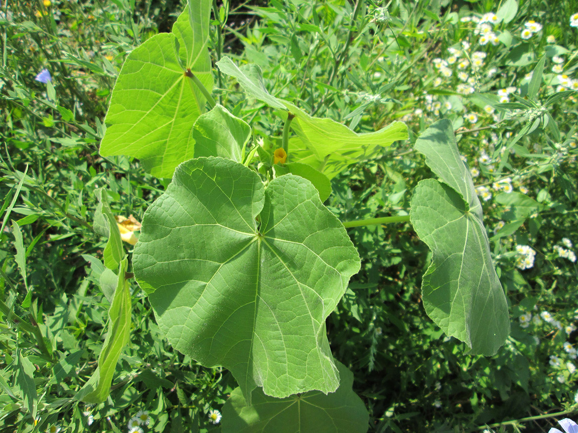Image of Abutilon theophrasti specimen.