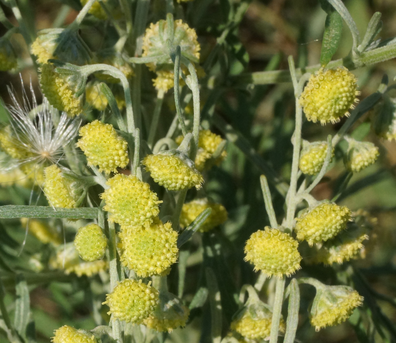 Изображение особи Artemisia absinthium.