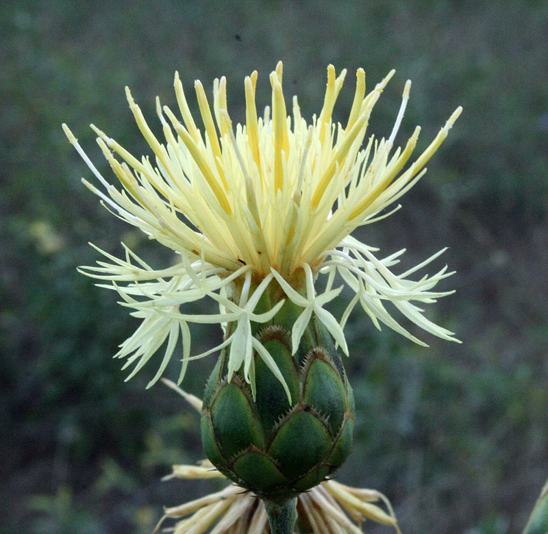 Изображение особи Centaurea salonitana.