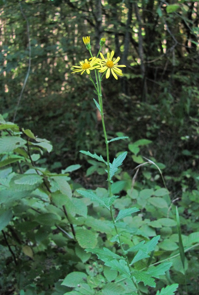 Image of Senecio grandidentatus specimen.