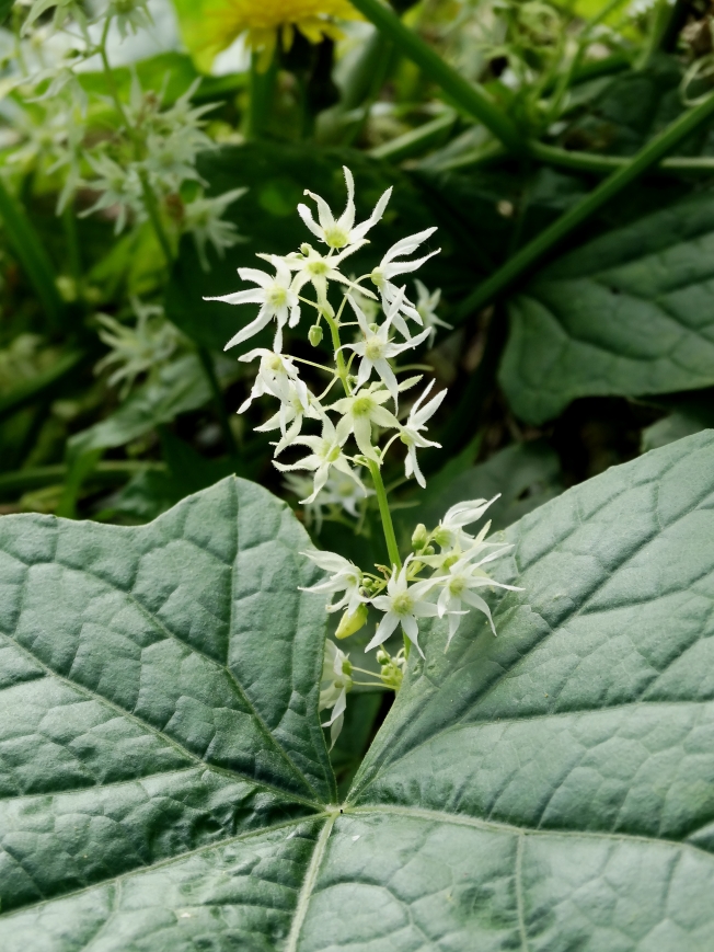 Изображение особи Echinocystis lobata.