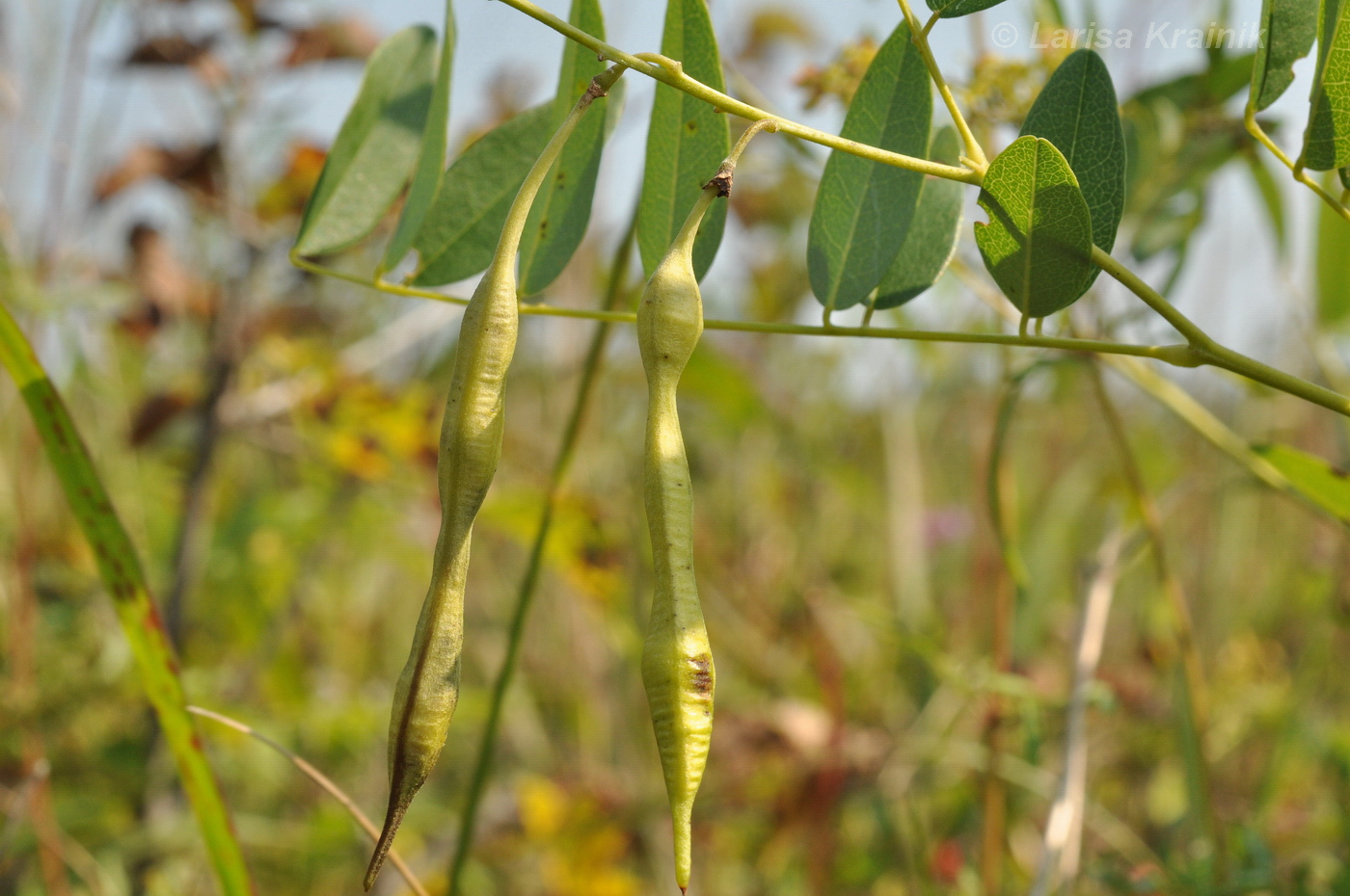 Image of Sophora flavescens specimen.