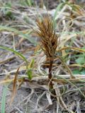 Carex kobomugi. Плодоносящее растение. Приморье, Находкинский городской округ, окр. пос. Ливадия, мыс Рифовый, луг у морского побережья. 01.10.2016.