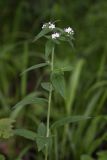 Lithospermum erythrorhizon. Верхушка цветущего растения. Приморский край, окр. г. Находка, дубовый лес. 19.06.2016.