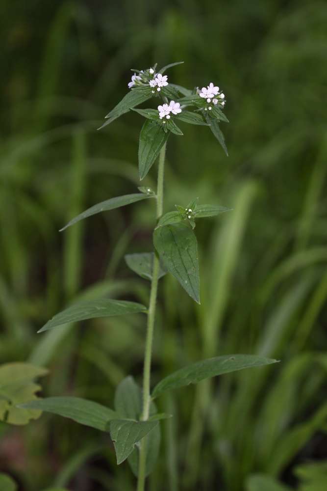 Image of Lithospermum erythrorhizon specimen.