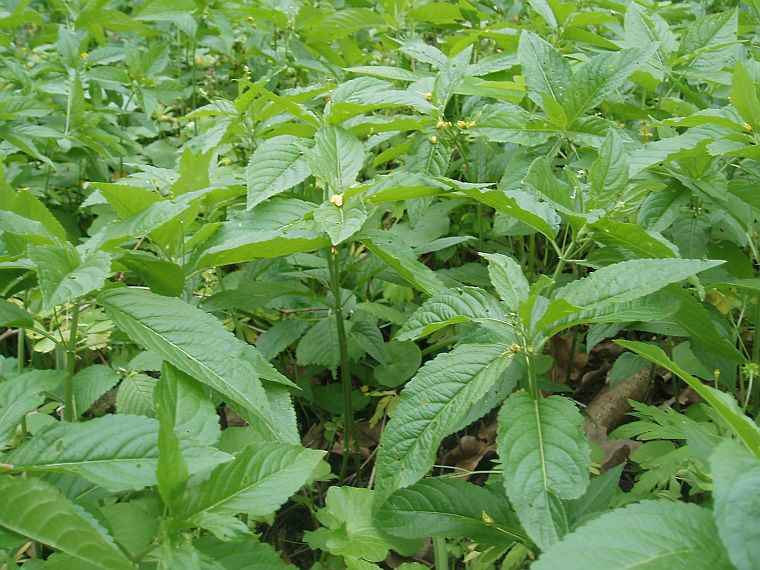 Изображение особи Mercurialis perennis.