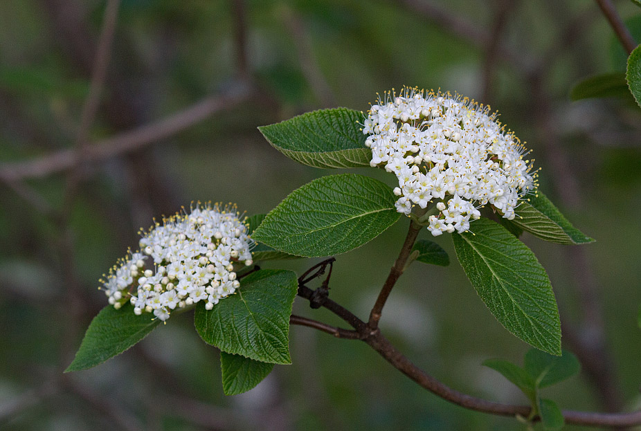 Image of Viburnum lantana specimen.